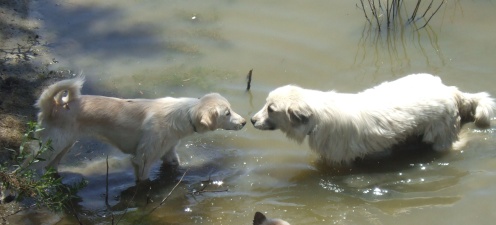 Water Kisses